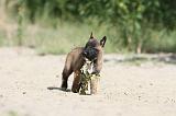 MALINOIS 427